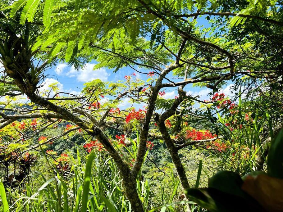 Villa Verde Luz: A Virgin Forest Yauco Exteriér fotografie