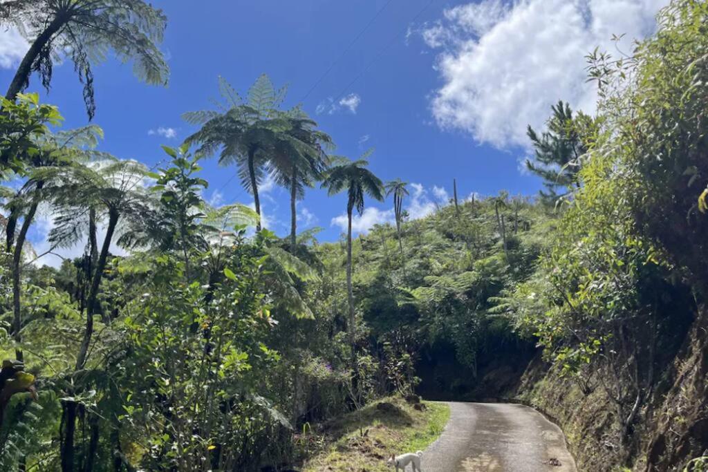 Villa Verde Luz: A Virgin Forest Yauco Exteriér fotografie