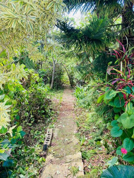 Villa Verde Luz: A Virgin Forest Yauco Exteriér fotografie