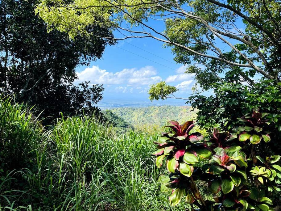 Villa Verde Luz: A Virgin Forest Yauco Exteriér fotografie