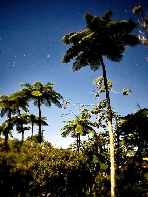 Villa Verde Luz: A Virgin Forest Yauco Exteriér fotografie